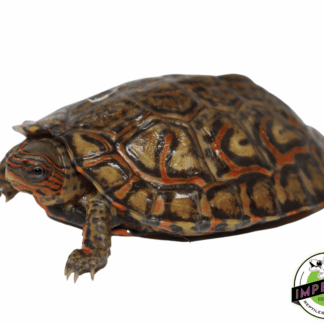 Central American Wood Turtle Baby