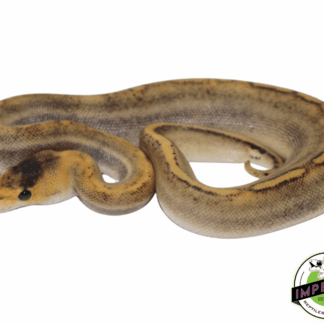 Champagne Ball Python