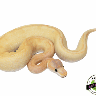Banana Champagne Ball Python