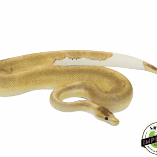 Cinnamon Champagne Ball Python Adult