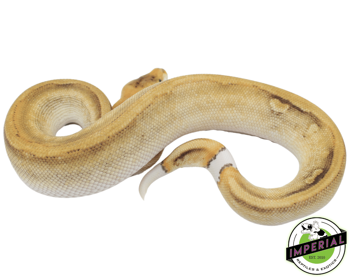 Champagne Fire Ball Python - Image 2