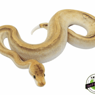 Champagne Fire Ball Python