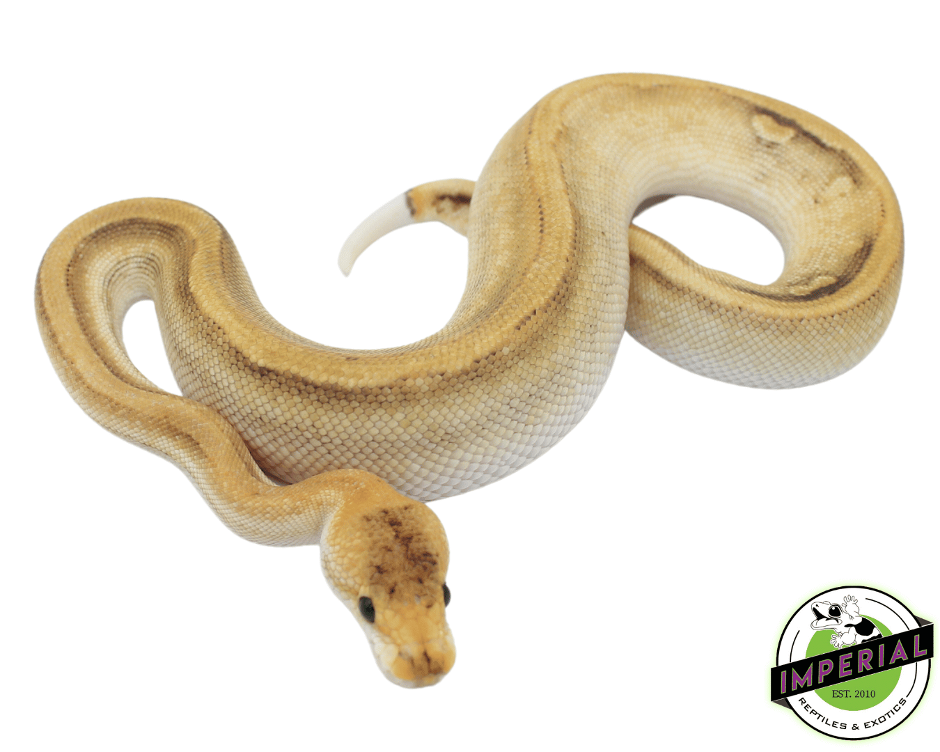 Champagne Fire Ball Python