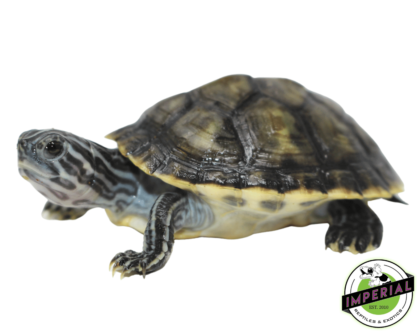 Charcoal Peninsula Cooter - Image 3