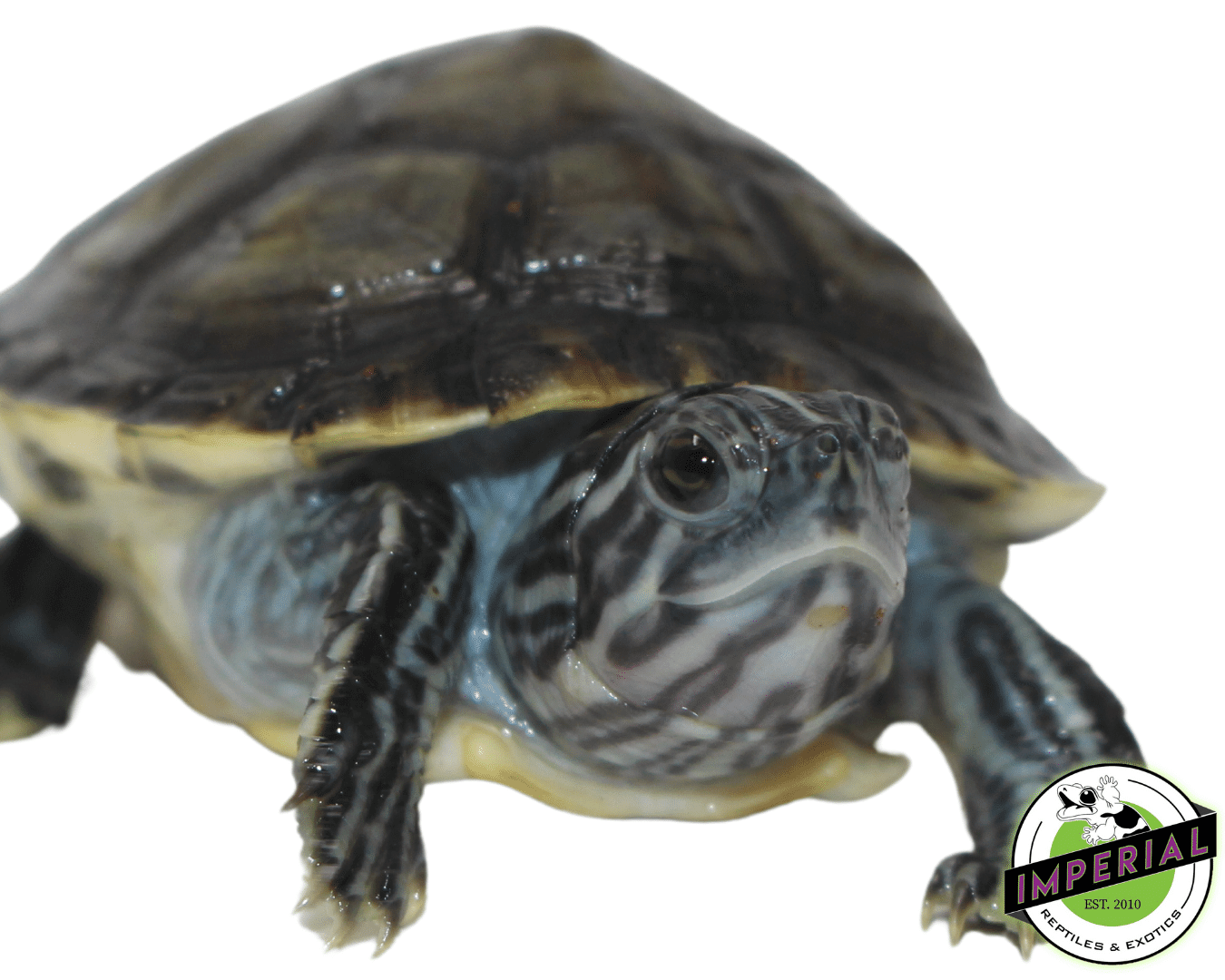 Charcoal Peninsula Cooter - Image 2