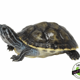 Charcoal Peninsula Cooter