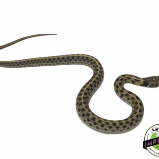 Checkered Garter Snake Baby