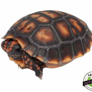 Brazilian Cherry Head Tortoise Baby