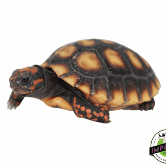 Grenada Island Red Foot Tortoise Baby