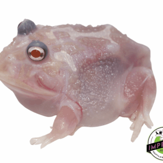 Mutant Pacman Frog "Chicken Breast"