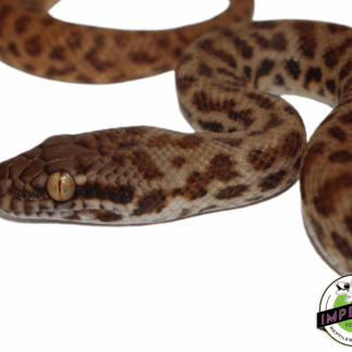 Children's Python Baby