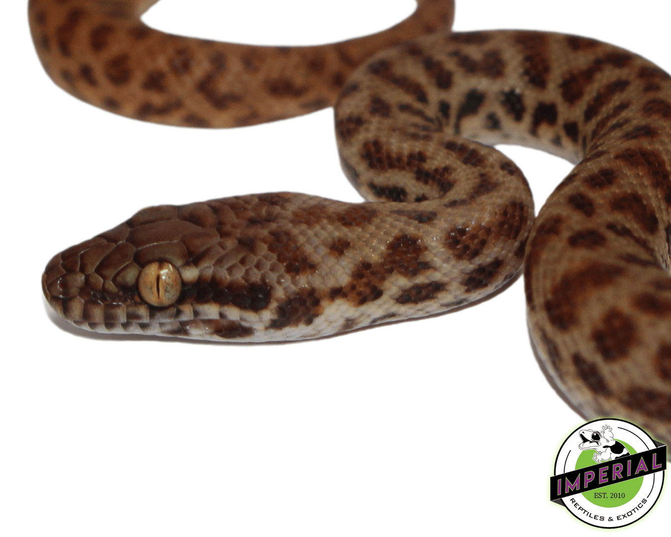 Children's Python Baby