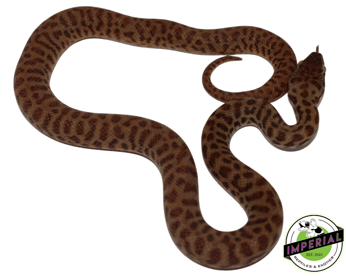 Children's Python Baby - Image 2