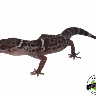 Chinese Cave Gecko