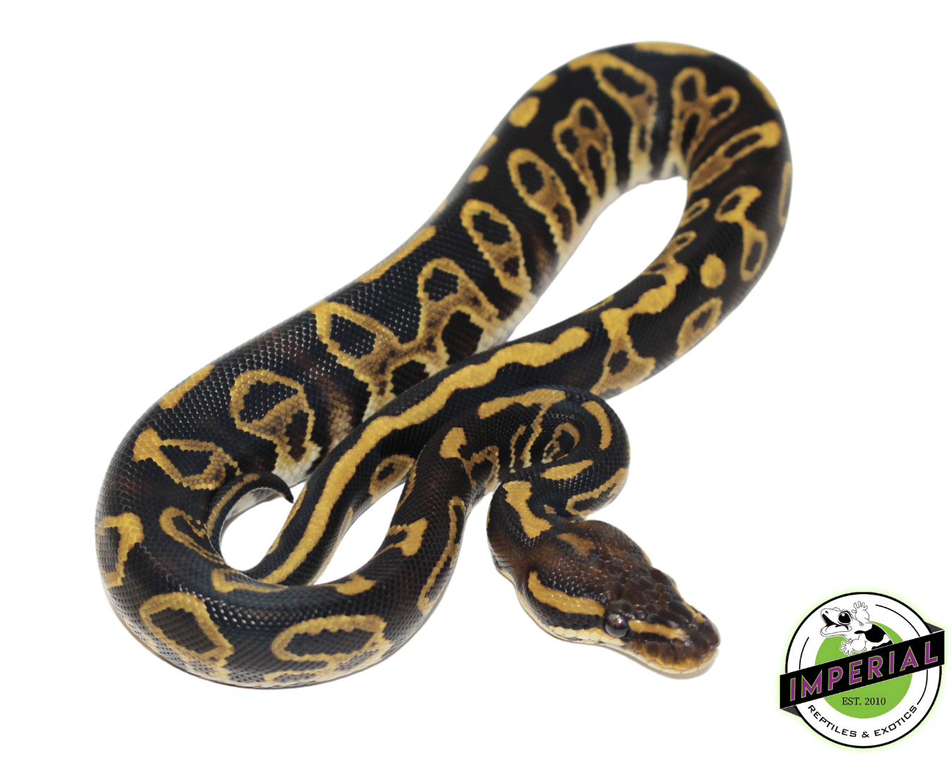 Chocolate Hurricane Ball Python - Image 2