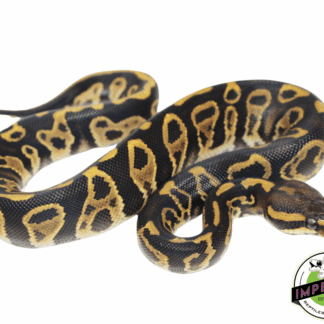 Chocolate Hurricane Ball Python