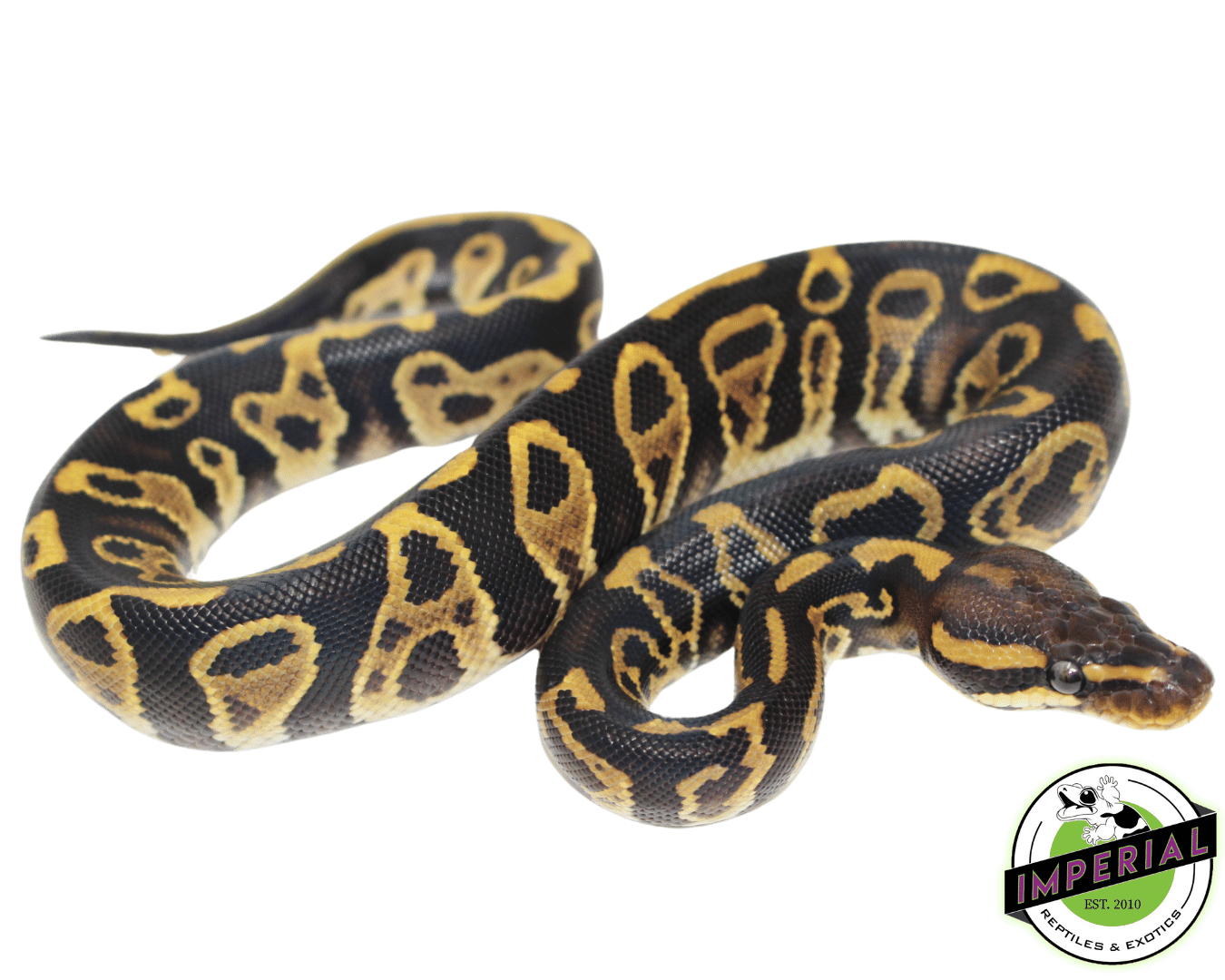 Chocolate Hurricane Ball Python