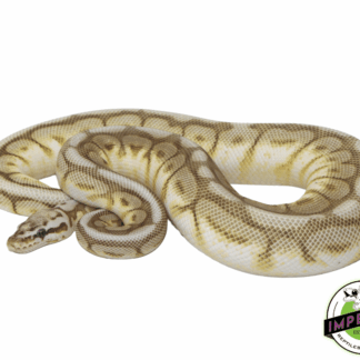 Chocolate Lesser Bee Ball Python Adult