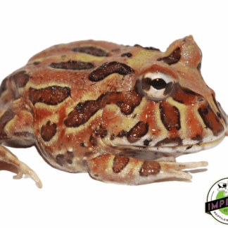 Chocolate Pacman Frog