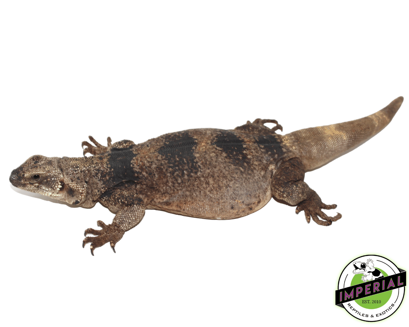 Red and Black Chuckwalla - Image 2