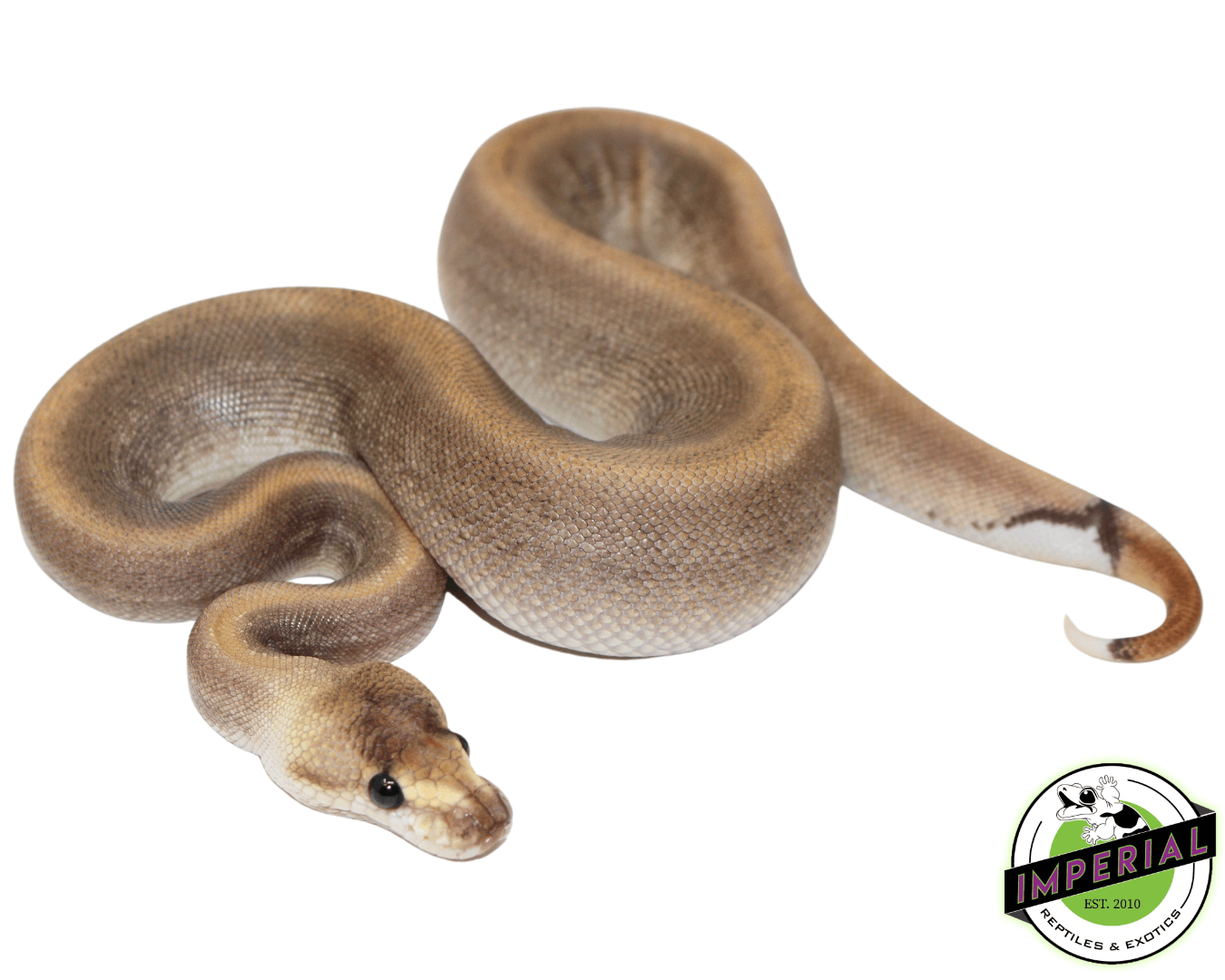 Cinnamon Champagne Ball Python - Image 2