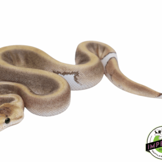Cinnamon Champagne Ball Python