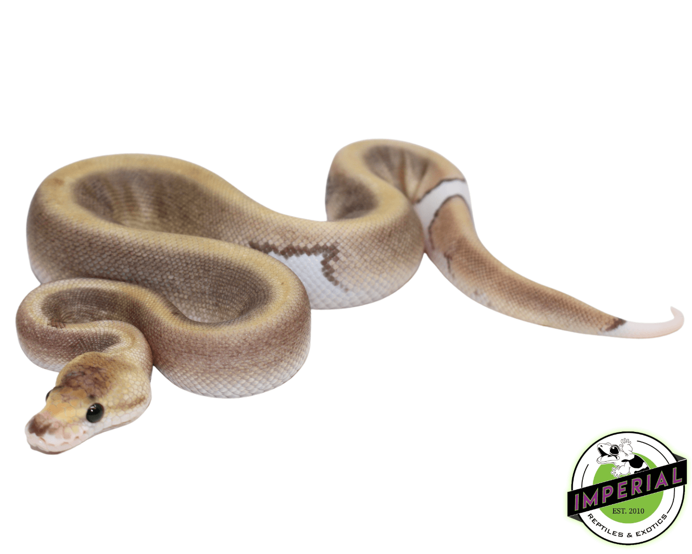 Cinnamon Champagne Ball Python