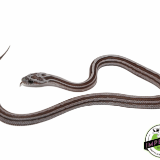 Cinder Motley Tessera Corn Snake Baby