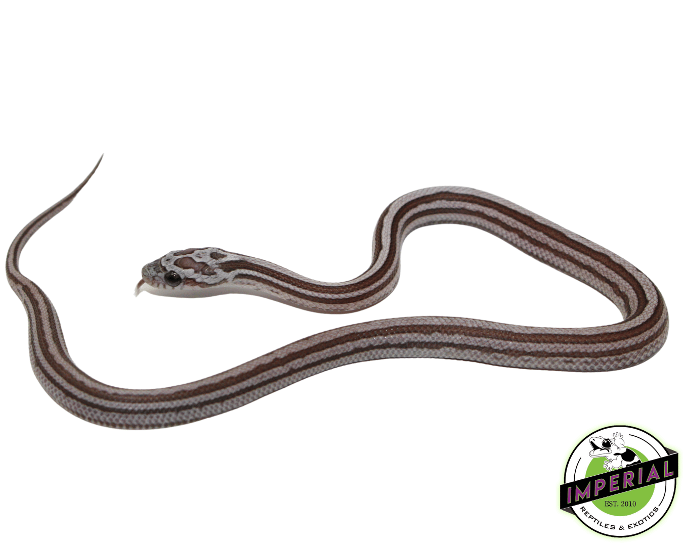 Cinder Motley Tessera Corn Snake Baby