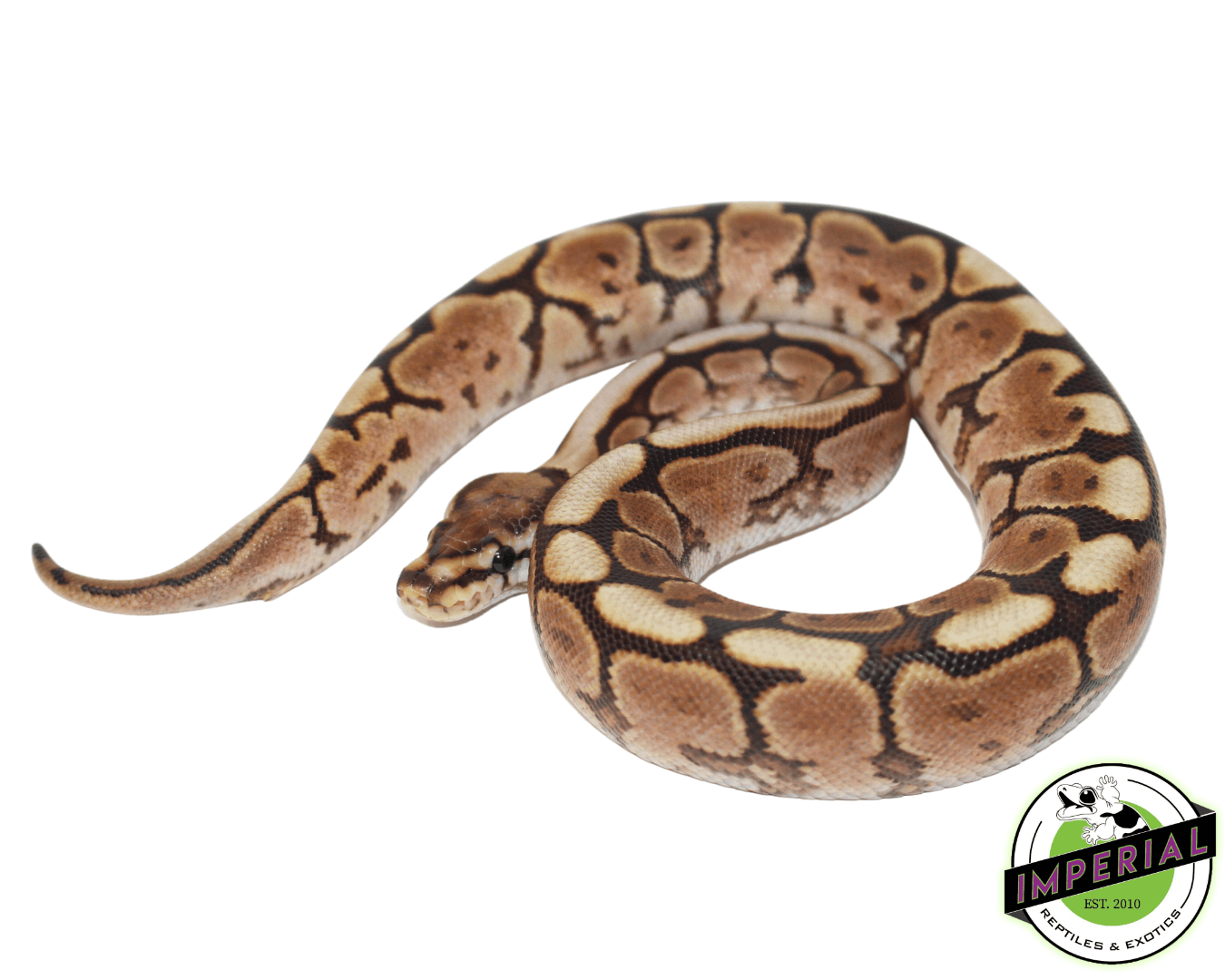 Cinnabee Yellowbelly Ball Python - Image 2