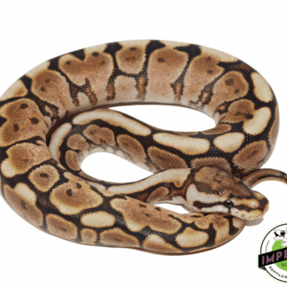 Cinnabee Yellowbelly Ball Python