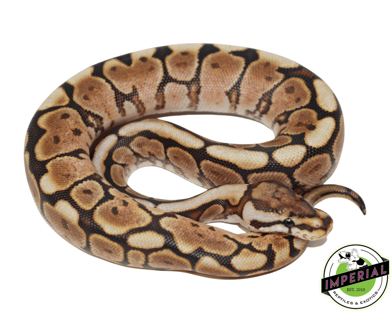 Cinnabee Yellowbelly Ball Python
