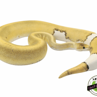 Cinnamon Champagne het. Ghost Ball Python Adult Female