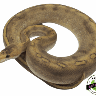 Cinnamon Champagne H. Albino PH G Stripe