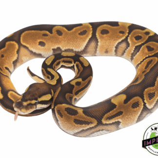 Enchi Cinnamon Ball Python
