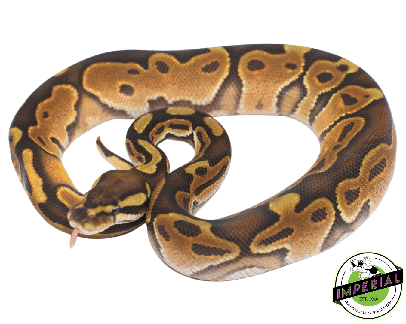 Enchi Cinnamon Ball Python