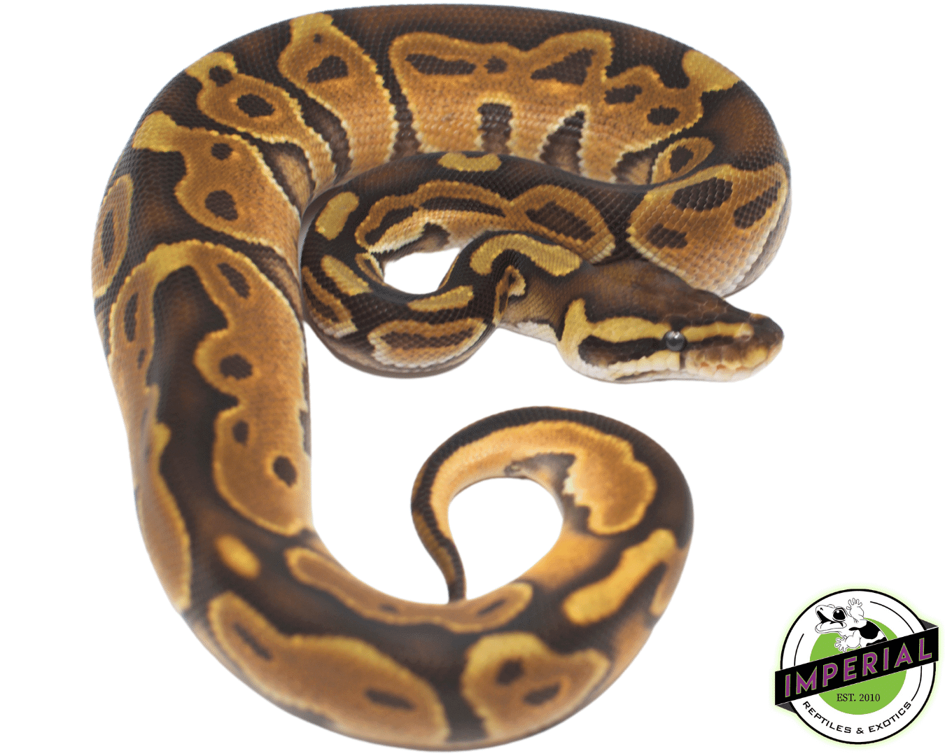 Enchi Cinnamon Ball Python - Image 2
