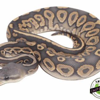 Cinnamon Ghost Ball Python