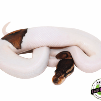 Cinnamon Pied Ball Python