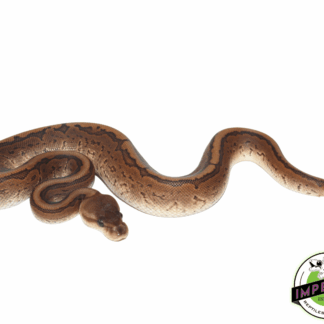Cinnamon Pinstripe Ball Python