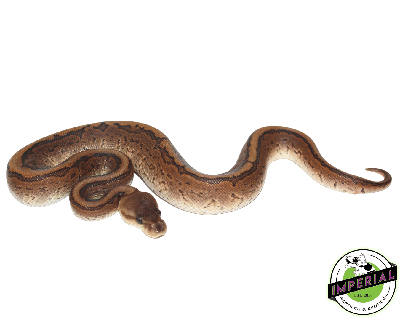 Cinnamon Pinstripe Ball Python
