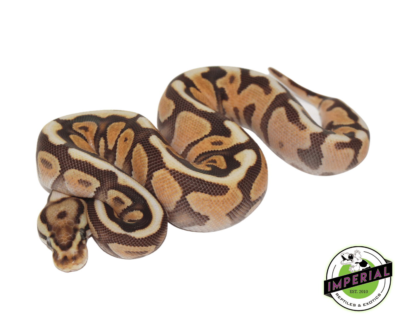 Cinnamon Spotnose Ball Python - Image 2
