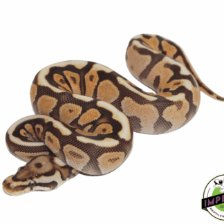 Cinnamon Spotnose Ball Python
