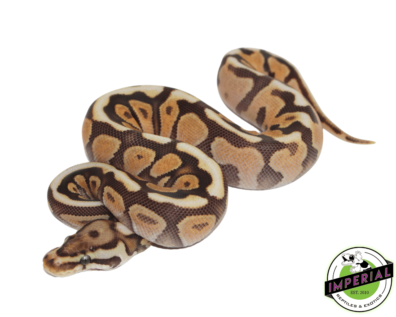 Cinnamon Spotnose Ball Python