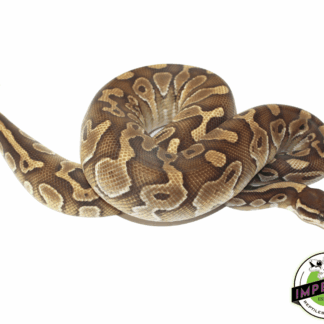 Butter Cinnamon Het Hypo Ball Python