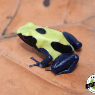 Citronella Dart Frog (Dendrobates tinctorius)