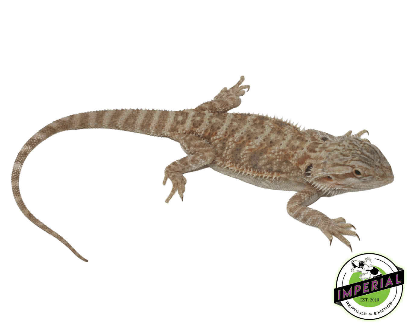 Citrus Bearded Dragon Adult - Image 2