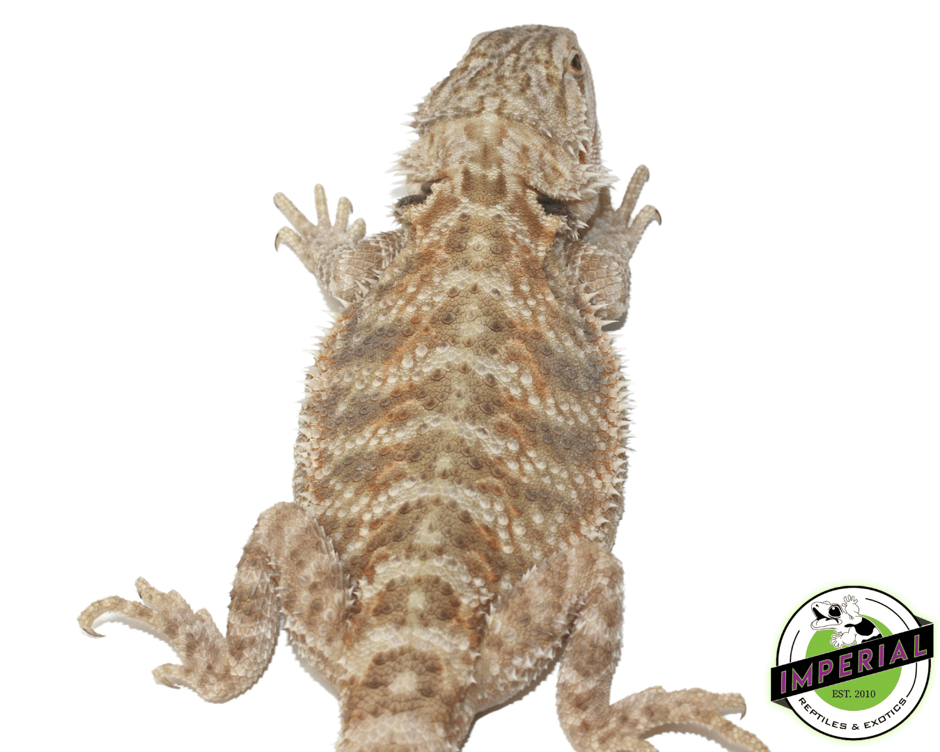 Citrus Bearded Dragon Adult - Image 3