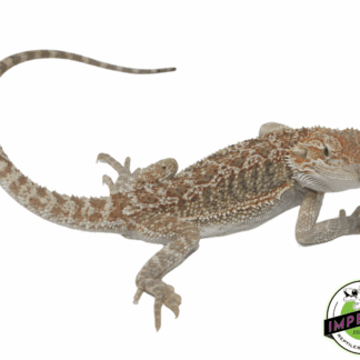 Citrus Bearded Dragon Sub Adult