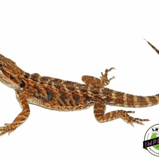 Blue Bar Citrus Bearded Dragon